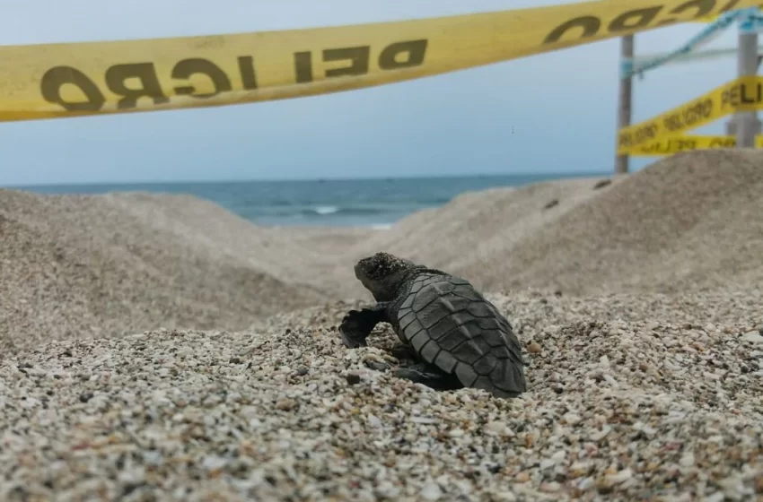  Contamos Contigo Ecuador: la fundación que lidera la conservación de tortugas en el norte de Manabí