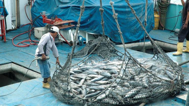 Ciencia, pesca y sostenibilidad: el camino de las buenas prácticas en la industria atunera