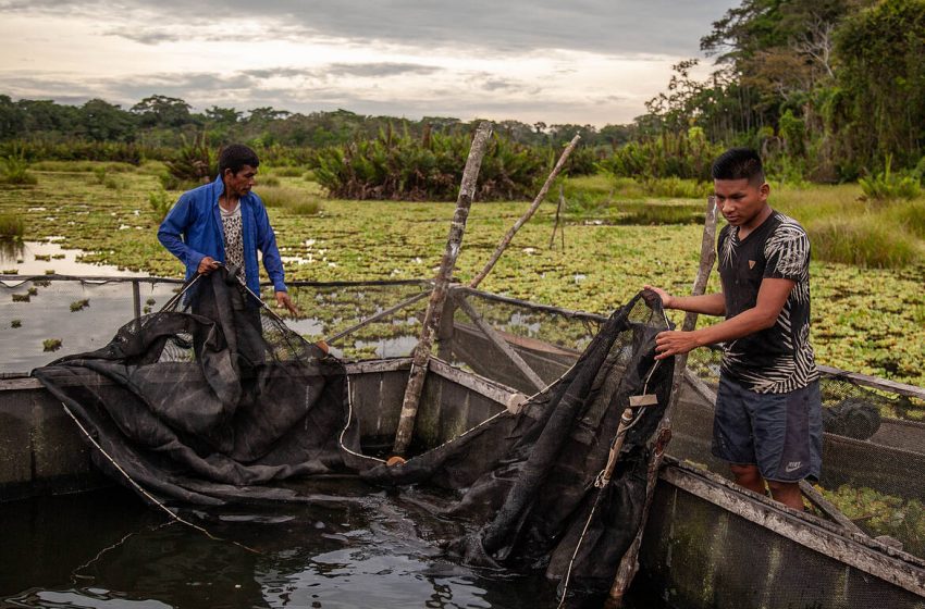 Pescadores del bosque: subsistencia, lucha y vida en la Amazonía