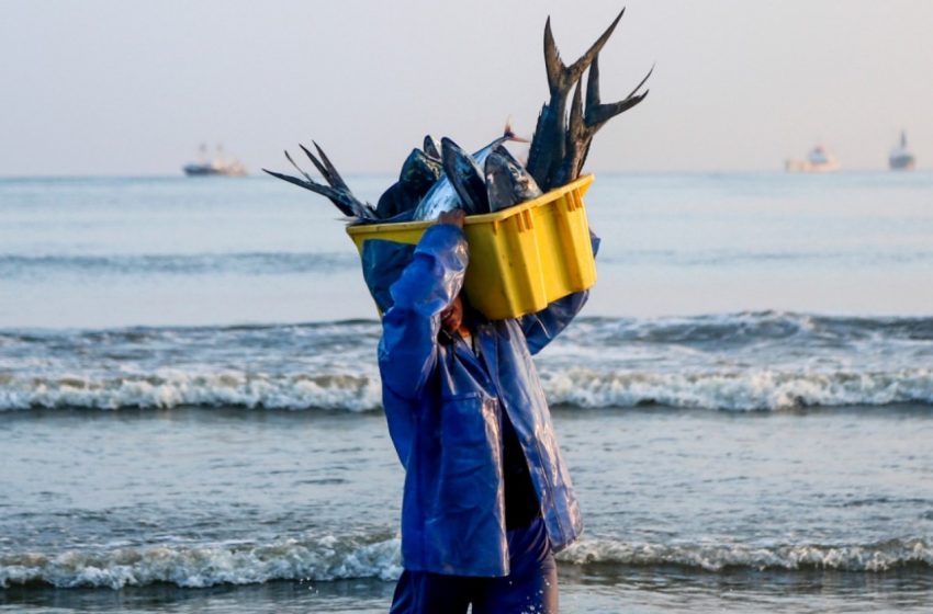  Merluza en peligro: la veda inesperada que paralizó a cientos de pescadores en la Costa ecuatoriana