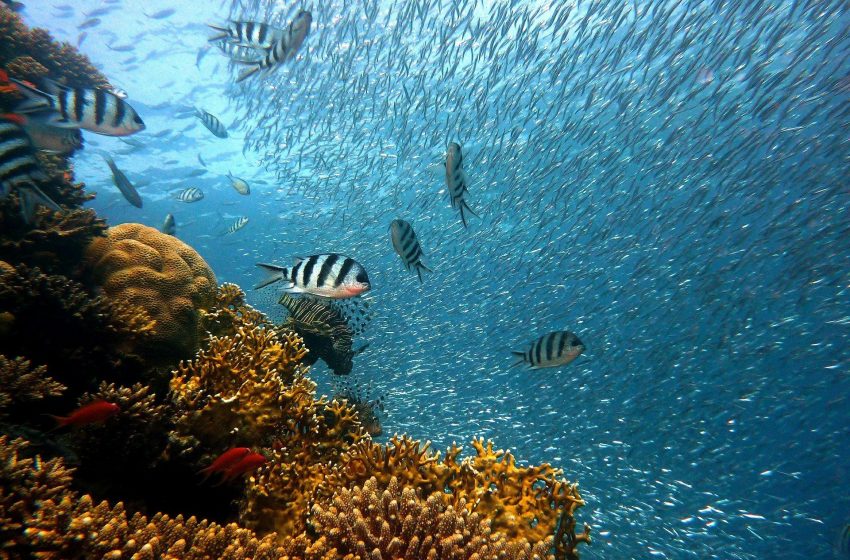 “Ser Océano”: promueve la pesca y acuicultura sostenible en Centroamérica