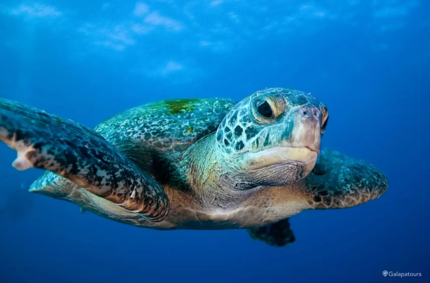  La tecnología que podría salvar a miles de tortugas marinas en Ecuador
