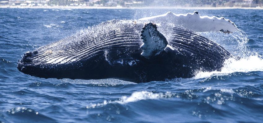 Turismo costero en Ecuador: un tesoro desaprovechado que aún puede brillar