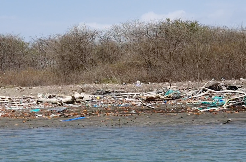  Golfo de Guayaquil en crisis: la basura y la tala de manglares amenazan su futuro