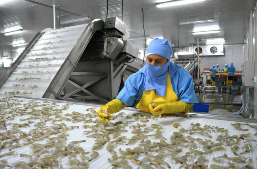  El fin del subsidio al diésel sacude al sector camaronero: ¿quién pagará el precio?