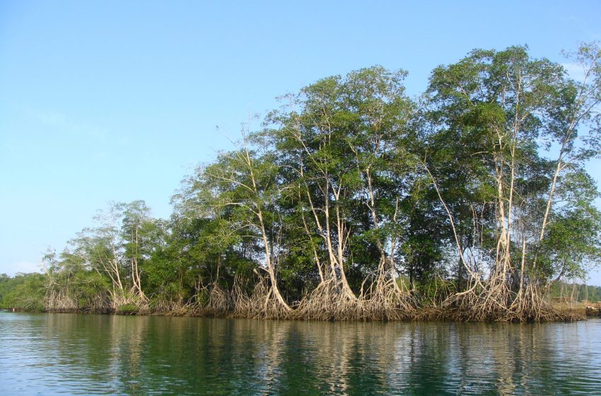  Ecuador celebra el Día del Manglar con llamados a su protección