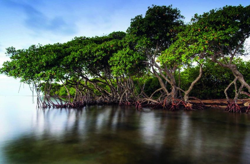  Manglares del Ecuador: guardianes del litoral y aliados contra el cambio climático