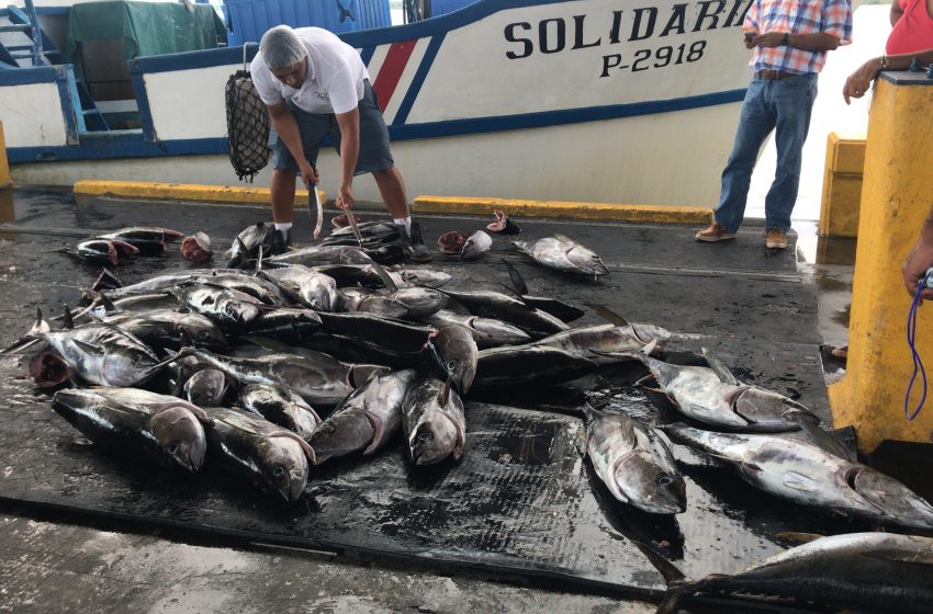  Costa Rica impulsa directrices de la FAO para hacer sostenible la pesca artesanal