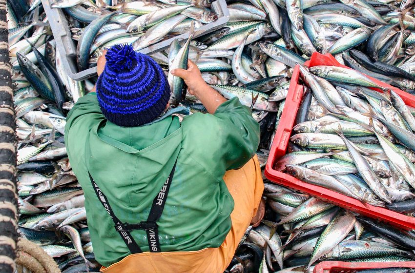Un mar sin fronteras: la alianza regional que enfrenta la pesca ilegal
