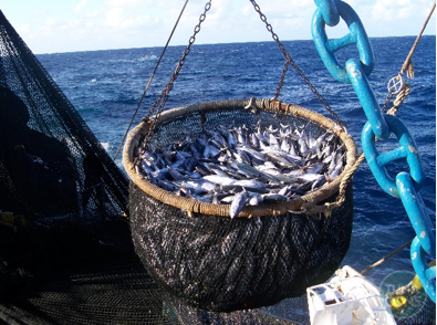 ¿ONGs vs. Ecuador? El sector pesquero responde a acusaciones por impacto en mamíferos marinos