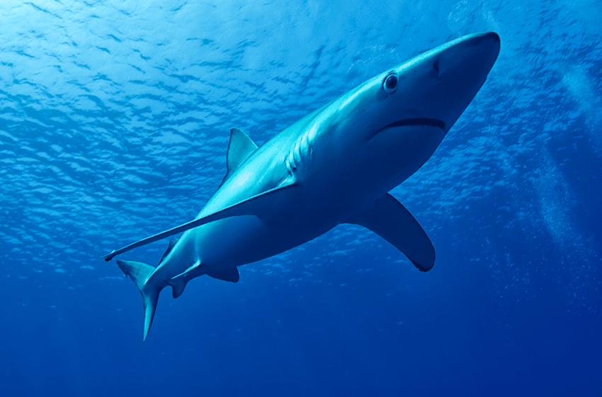  CITES 2022: Decisiones sobre tiburones generan inquietud en el sector pesquero