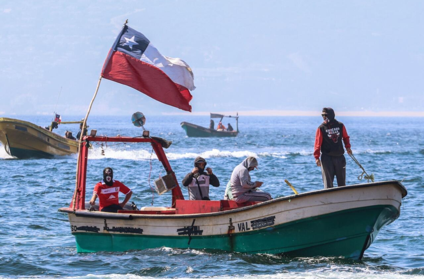 “Calamar gigante en el Pacífico Sur: Chile apuesta por la cooperación científica y la gestión responsable”